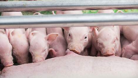 Transitievoer zorgt voor vitale biggen