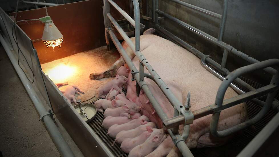 De familie gaat niet voor kwantiteit, maar kiest voor kwaliteit. De Deense genetica met uniforme tomen helpt daarbij. Gert: „We laten een aantal varkens slachten bij de ambachtelijke slagerij Kastelein uit Diepenheim. Dat is best wel uniek want een zelf s