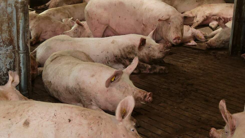 Gert legt uit dat de Deense zeugen niet de makkelijkste zijn om mee te werken. „Het is een magere zeug met minder spek en meer spier. Spekdikte meten vinden we zelf belangrijk. Daarom meten wij de spekdikte van al onze zeugen bij werpen en spenen om de co