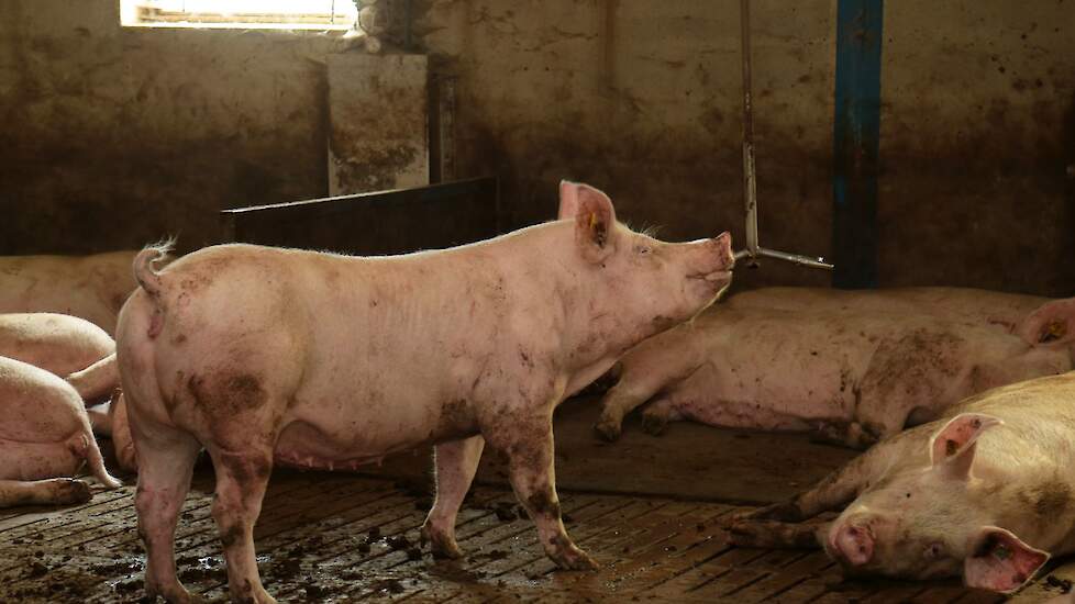 De familie kiest voor de Piétrain eindbeer. „Deze hebben we al twintig jaar en bevalt goed. De biggen en vleesvarkens uit deze kruising zijn, zeker als gelten en borgen, overal te plaatsen", legt Gert uit.
