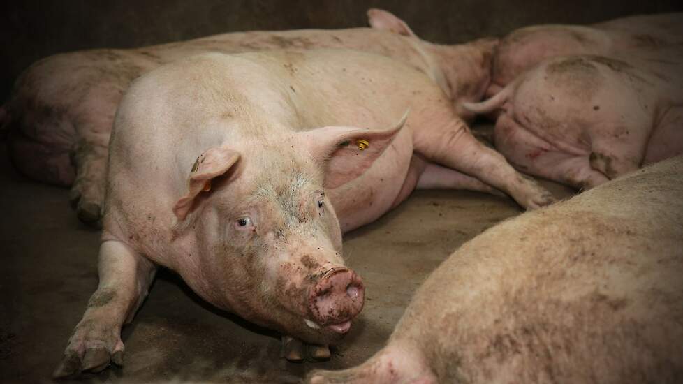 „De diergezondheidsstatus goed houden vinden wij het allerbelangrijkste. Dat is ook de reden dat wij eigen aanfok doen en een hogere gezondheidsstatus nastreven", aldus Gert.