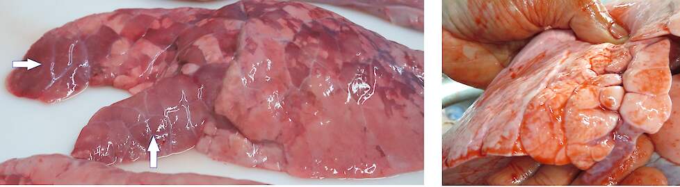Mycoplasma, varkenshouderij, varkens, oud letsel, littekens