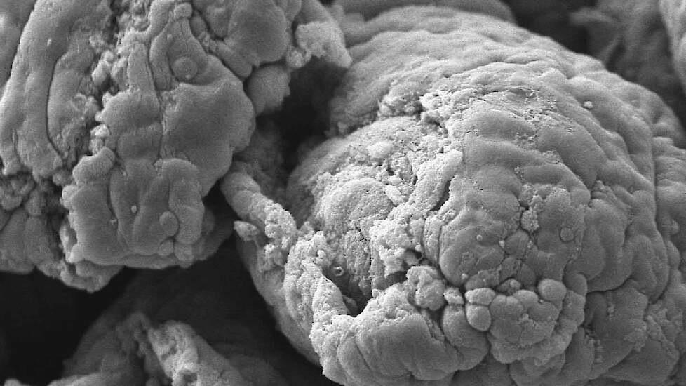Top van een door coccidiose aangetaste darmvlok van een big. Daarop kunnen zich bacteriën vasthechten.