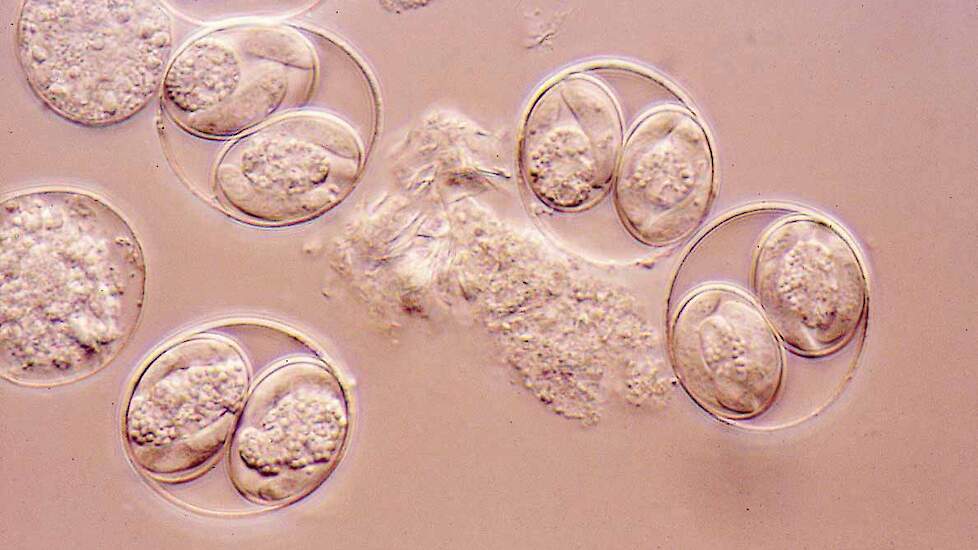 de parasieteneieren van coccidiose onder de microscoop tonen de subklinische besmetting aan