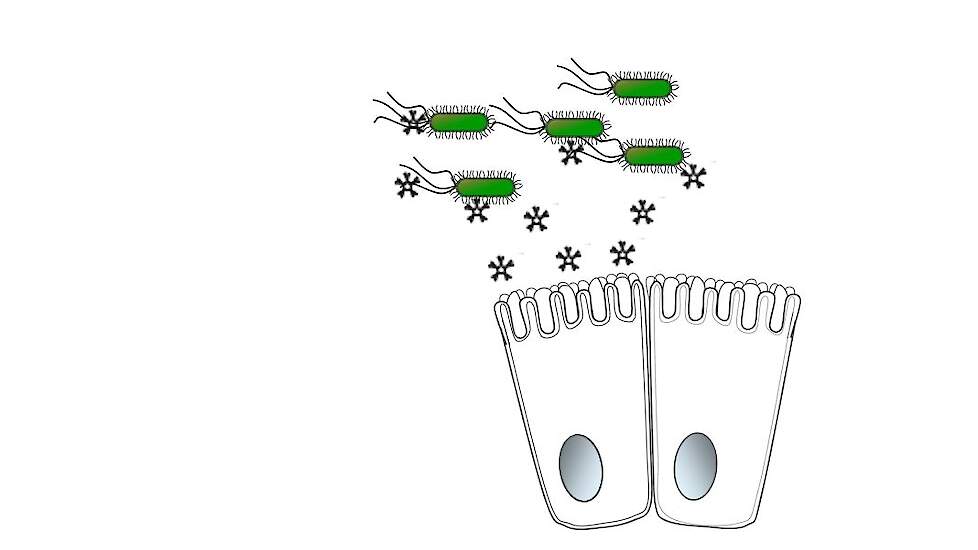 Groene colibacteriën hechten zich veel moeilijker vast aan de darmepitheelcellen door de darmimmuniteit (sterretjes) bij geënte biggen.