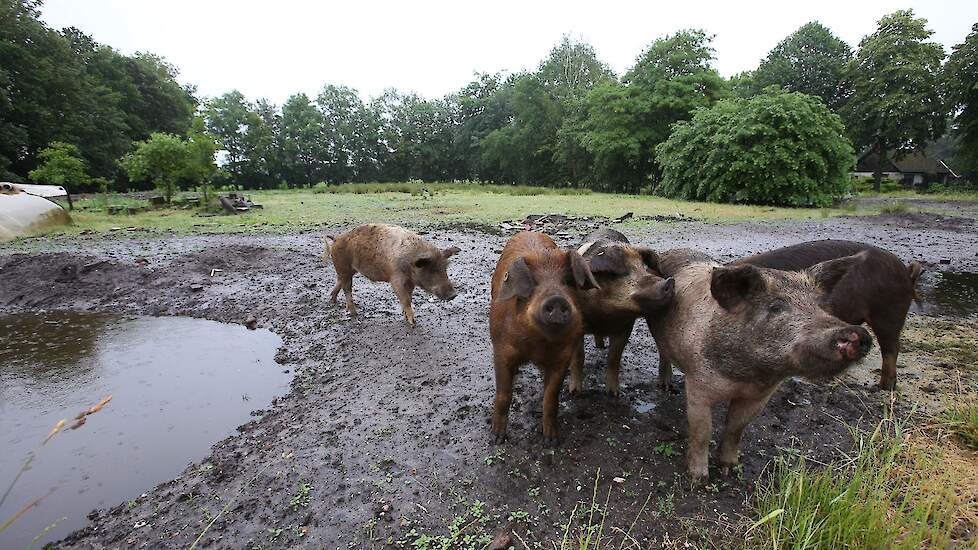 Op een perceel vlakbij de boerderij worden vijf akkervarkens (kruising Husumer x Berkshire) ingezet voor natuurbeheer.