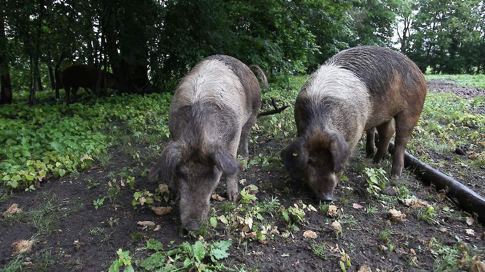 De varkens worden ingezet voor de onkruidbestrijding van exoten zoals de Japanse Duizendknoop en de reuzebereklauw. Van der Laan: „Varkens zijn ideale natuurgrazers omdat ze niet aan schors van bomen zitten te knagen. Dit doen schapen bijvoorbeeld wel. De