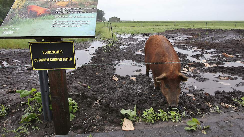 Ook kunnen mensen kijken naar de varkens. Door middel van informatieborden worden bezoekers wegwijs gemaakt in het houden van de dieren.