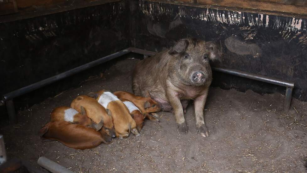 Gemiddeld krijgt de zeug zo’n tien tot twaalf levendgeboren biggen, die ook allemaal gespeend worden. Van doodliggers hebben ze weinig last.