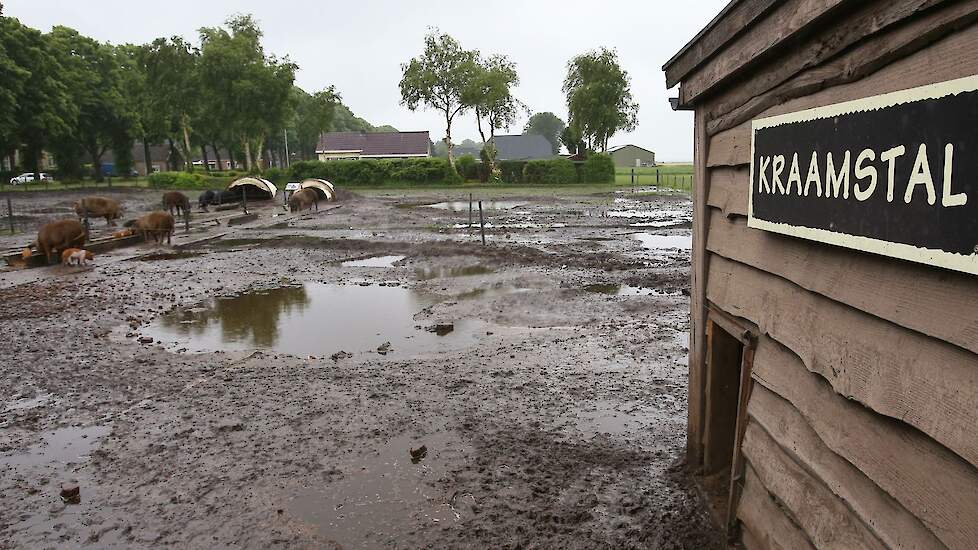 In totaal hebben ze drie rassen: Duroc, Berkshire en Husumer. Voor de eigen aanfok maken ze gebruik van rotatiekruisingen. De verschillende rassen fokken Hempen en van der Laan om verschillende soorten vlees aan te kunnen bieden. Daarnaast zijn de rassen