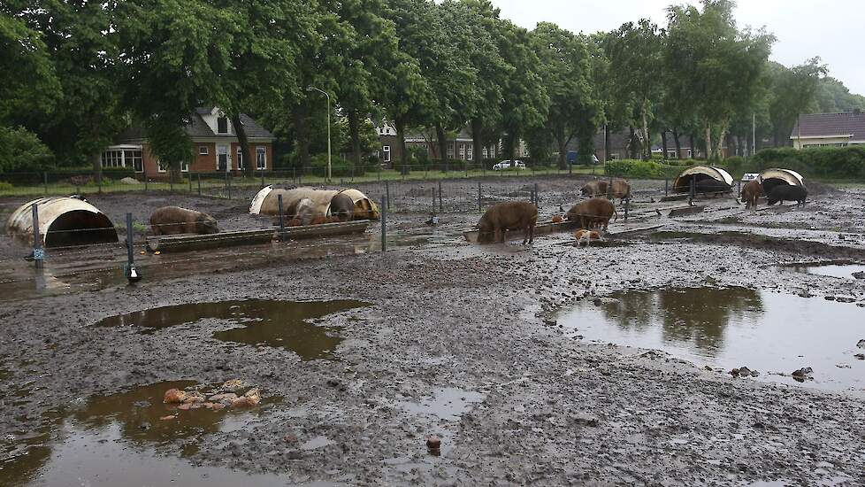 In totaal hebben ze circa tien zeugen en een beer, die altijd buiten kunnen lopen lopen. Soms werpt een zeug zelfs buiten in de modder.