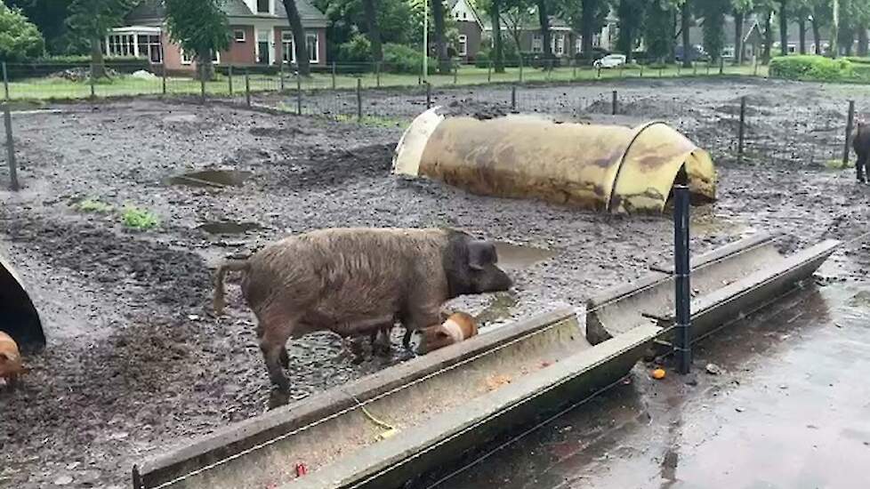 Akkervarkens worden gevoerd