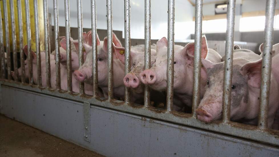 Via spijlen kunnen de varkens naar elkaar en naar de stalbetreders kijken. Dat zorgt ervoor dat de varkens veel rustiger zijn, merkt Christian. „ Als we het hek van het hok openzetten tijdens het varkensladen, dan komen ze vanzelf. De varkens zijn gewend