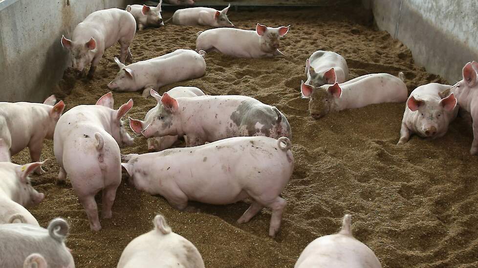 De varkens worden geslacht bij een slachterij vanwaar het vlees via grossiers aan diverse slagers in Nederland wordt verkocht. „De opbrengstprijzen bij de vleesvarkens zijn vast en in ons geval zo’n 25 tot 30 procent hoger dan voorheen. Dat is mooi natuur