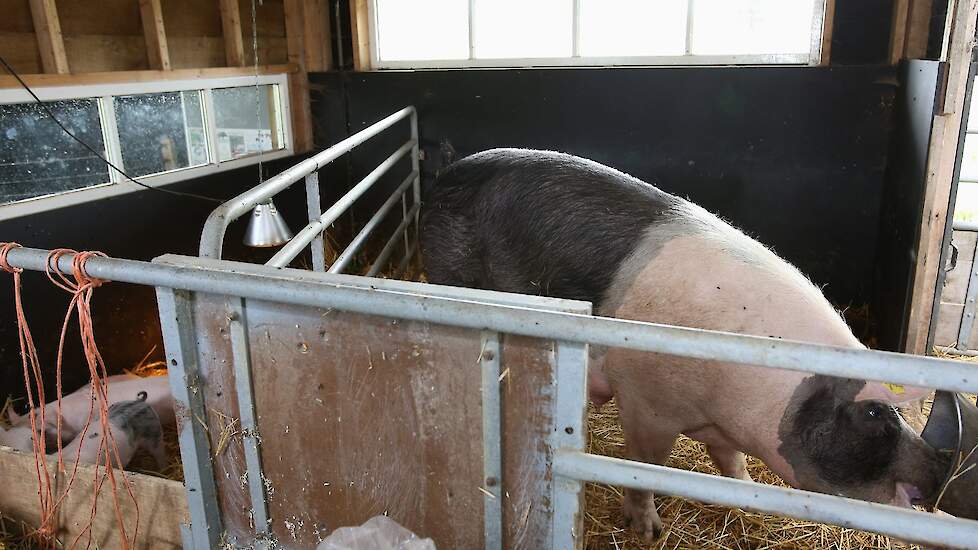 Kinderen kunnen ook kijken naar de varkens. Door middel van bordjes geven ze uitleg over hun varkensbedrijf. Sabine: „We laten graag de boerderijdieren zien en vinden het belangrijk dat bezoekers er een goede uitleg bij krijgen. Mensen vinden de varkens l