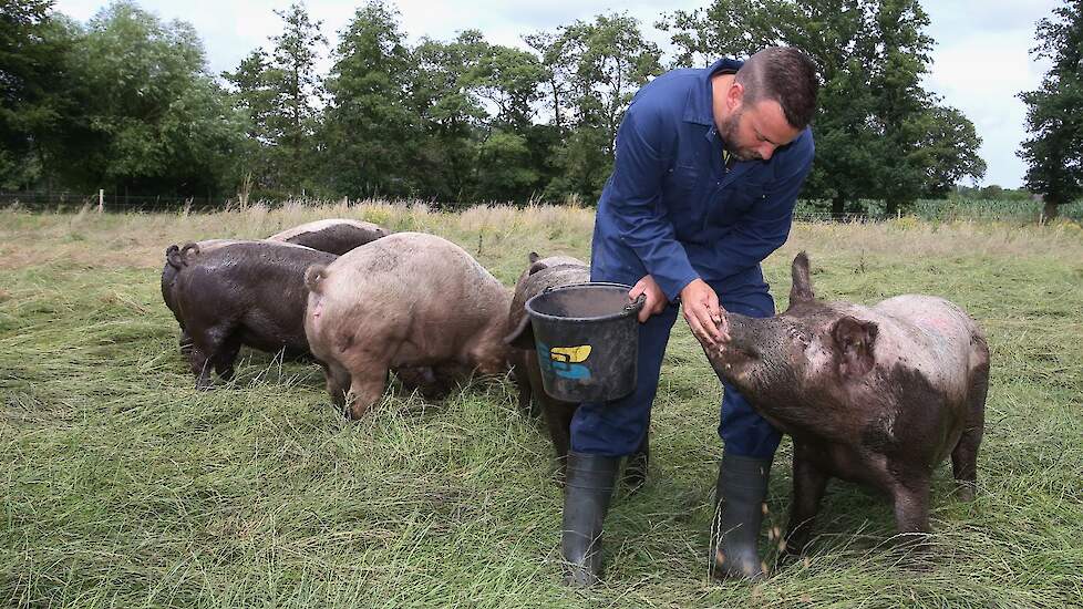 Geïnsemineerde opfokgelten uit de modderpoel in de wei. Medewerker Coen Velthorst geeft ze wat extra voer, zodat de gelten ook wennen aan de boer. In totaal heeft het Zonvarken rond de stal in De Heurne zo’n 5 hectare weiland. De opfokgelten gaan in groep