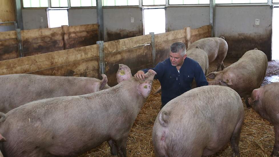 Varkenshouder Jeroen Koks in de stal tussen de opfokgelten. Zonvarken heeft nu extra opfokgelten aangehouden om zo snel mogelijk door te selecteren, voldoende zeugen te hebben voor de nieuwe bedrijven en ook betrekkelijk snel een zeug te realiseren met de