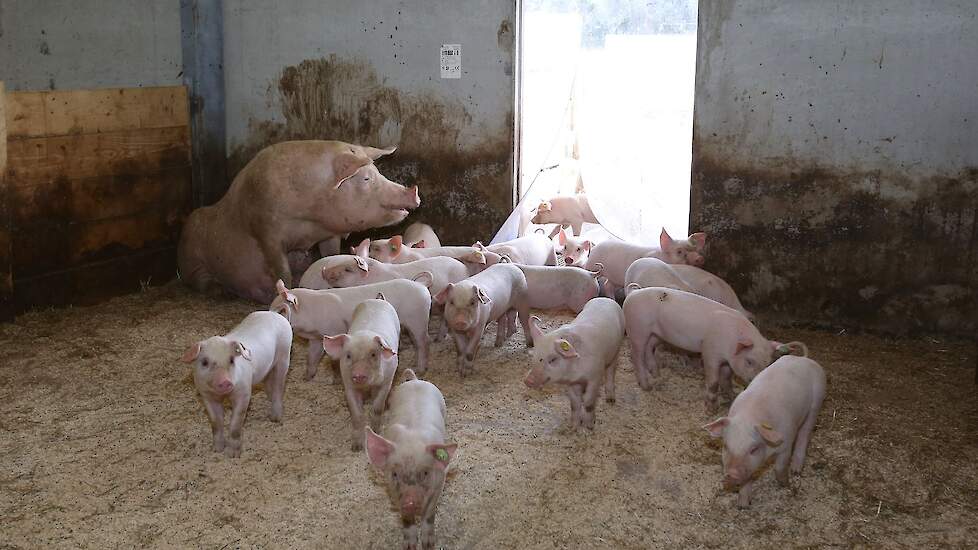 De eerste biggen van het Zonvarkenconcept. Ze zijn hier vijf weken oud. De biggen ogen gezond mooi van kleur, maar in de verschillende tomen zitten er nog wat kleinere biggen tussen. De biggen worden op acht tot negen weken gespeend en blijven achter in h