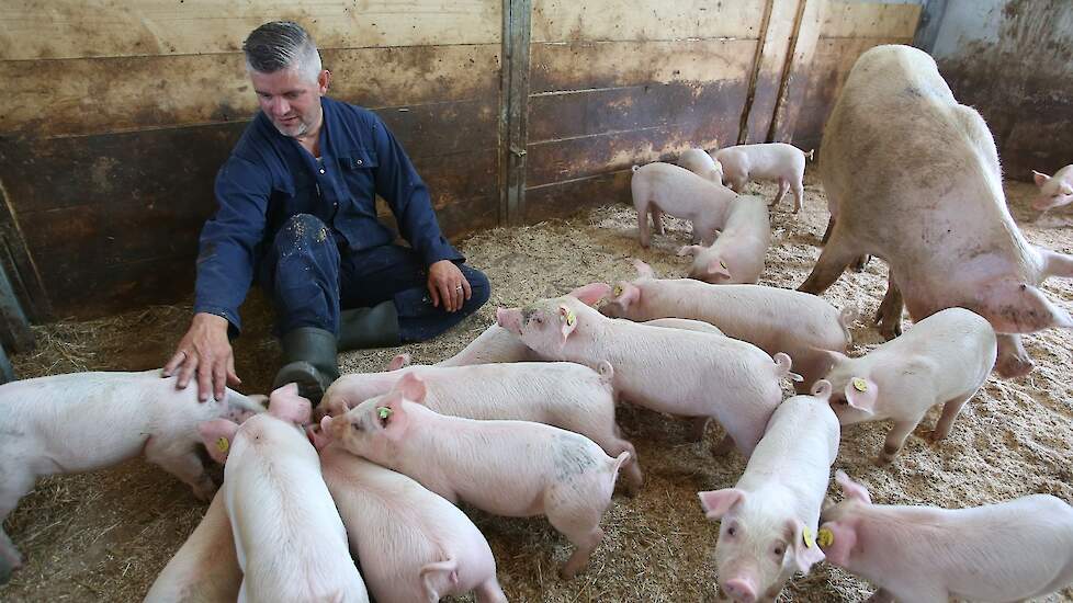 Varkenshouder Jeroen Koks tussen de zeug en biggen in het kraamhok kraamhokken: „In het begin strooien we iets meer zaagsel en kort stro in de hokken, omdat de kleine biggetjes beter uit de voeten kunnen in kort stro/zaagsel dan in lang stro. Daarna gooie