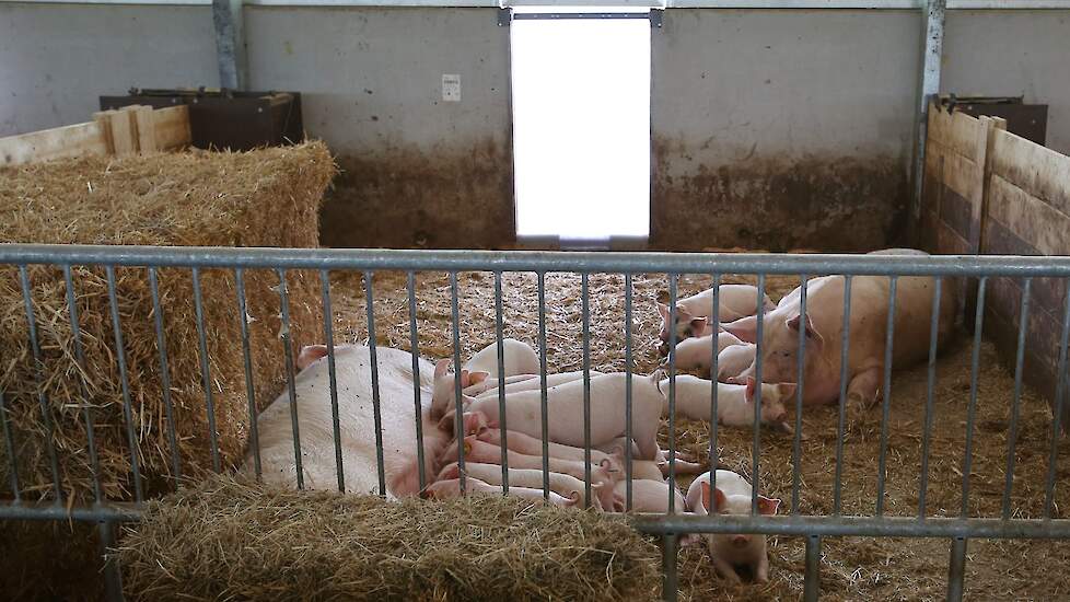 De hokken geven dan ruimte voor twee zeugen, waarvan de biggen van geboorte tot slacht kunnen blijven liggen. De hokken wil Jeroen kurkdroog hebben en de zeugen moeten buiten mesten, maar dat vergt soms wel enige sturing. Om het mestgedrag van de zeugen e