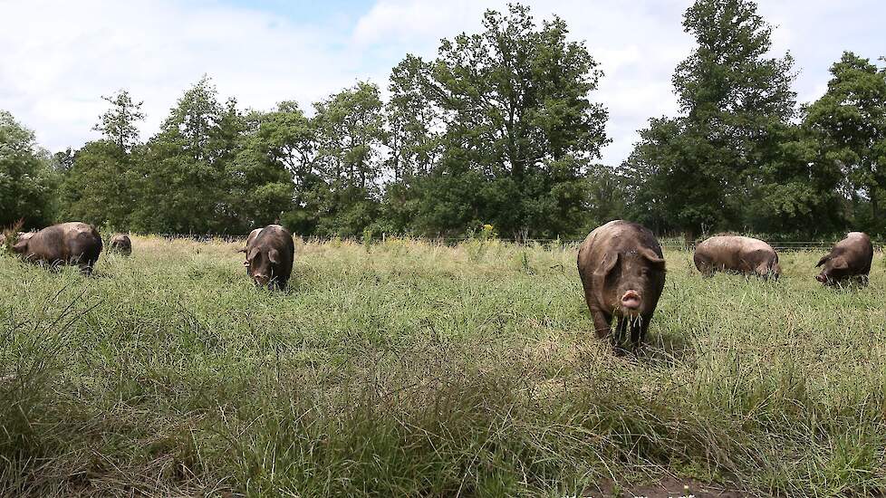 De opfokgelten in het weiland