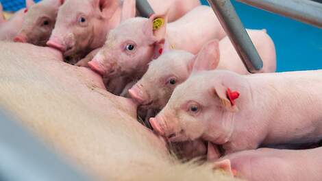 Het verkrijgen van voldoende biest voor de big is zeer belangrijk. Biggen die voldoende biest binnenkrijgen groeien namelijk harder in de zoogperiode en hebben minder gezondheidsproblemen, ook na het spenen!