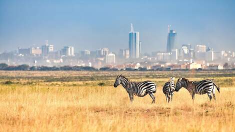 Nairobi en het Nationaal Park