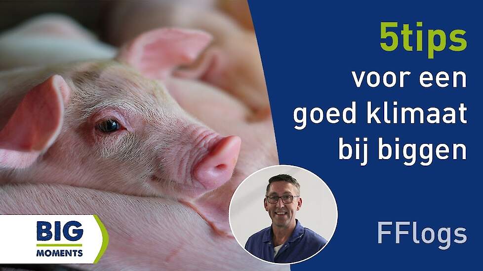 Frank geeft 5 praktische tips voor een goed klimaat bij biggen