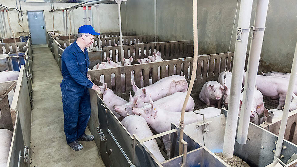 De vleesvarkens zijn gehuisvest in afdelingen van 144 varkens. De stal is voorzien van een dubbelleiding-droogvoer-circuit, eenvoudig maar betrouwbaar. De frisse lucht komt via het plafond binnen. Het bedrijf is keurig onderhouden.
