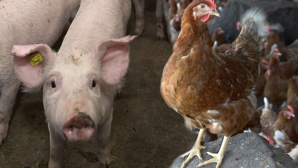 Varkens hadden in 2020 met 795 miljoen euro de hoogste uitvoerwaarde.