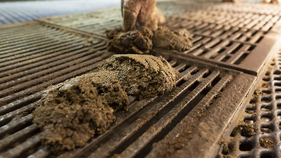 Het is belangrijk dat de mest rondom het werpen smeuïg is. Grove vezels leveren daar een belangrijke bijdrage aan. De Heus zorgt voor de juiste vezelfractie met behulp van de speciale Matrix-wals-technologie. De vezels zorgen daarnaast ook voor een goede