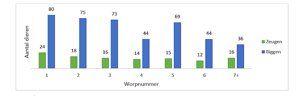 Figuur 1.  Een overzicht van het aantal bloedmonsters per worpnummer.