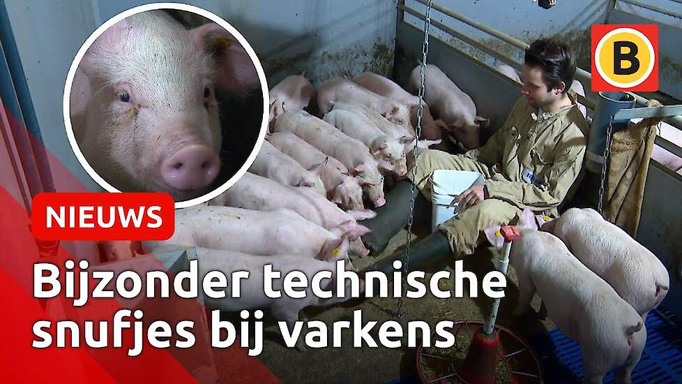 Jari maakt varkens blij met techniek en data! | Omroep Brabant