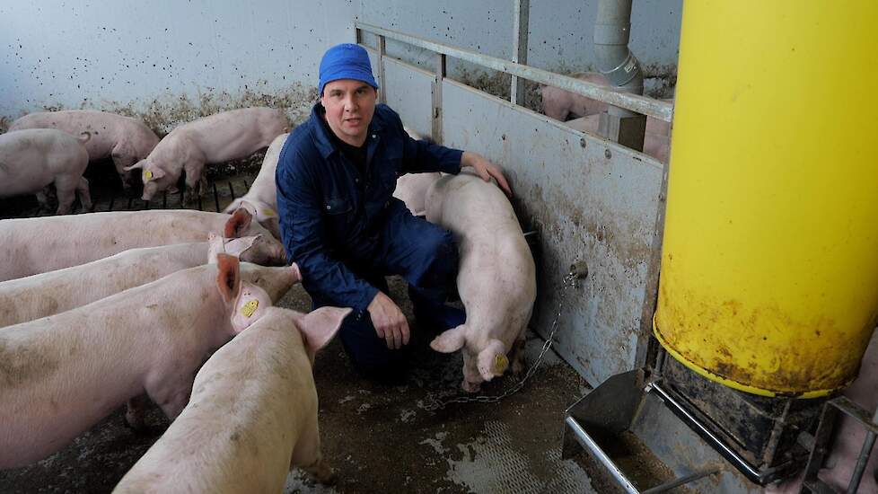 Video: Gasloze stal met infrarood vloerverwarming bij varkenshouder Wilko Hendriks