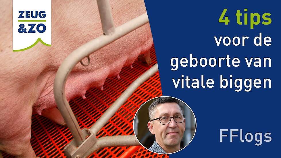 Frank noemt 4 aandachtspunten voor de geboorte van vitale biggen