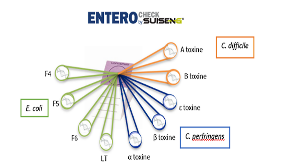 Alle ingestuurde Enterochecks worden met een qPCR getest op 9 targets, gericht op de belangrijkste virulentiefactoren en toxines van E. coli, Clostridium perfringens type A en C en Clostridium difficile.