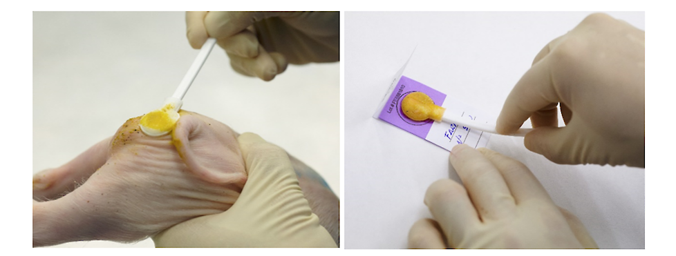 Weten welke bacteriële ziekteverwekkers een rol spelen op uw bedrijf? Met de HIPRA EnteroCheck krijgt u een compleet inzicht in bacteriële neonatale diarree. Alle ingestuurde Enterochecks worden met een qPCR getest op 9 targets, gericht op de belangrijks