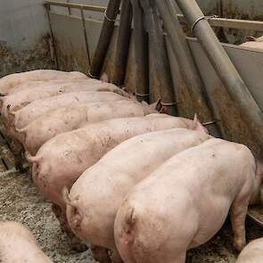 Elk risico op insleep van varkensziektes wordt uitgesloten. Speciale filters helpen om ziekteverwekkers buiten de stal te houden.
