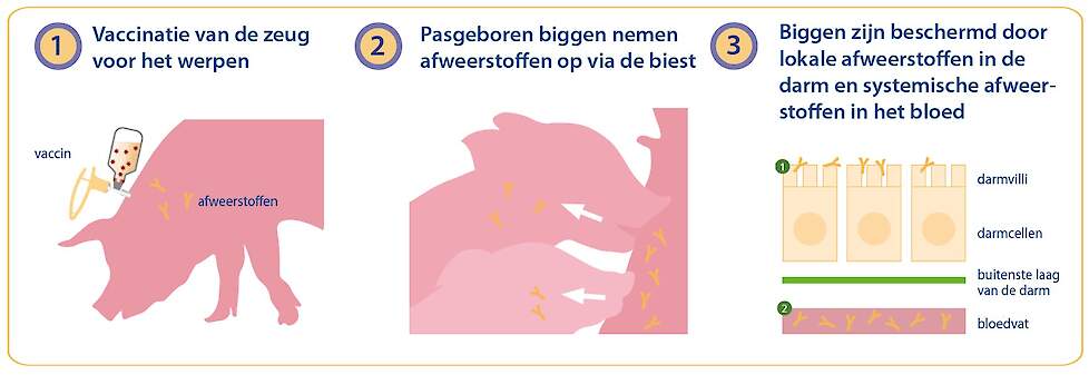 Passieve bescherming van biggen door zeugenvaccinatie