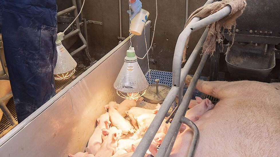 De biggen zijn hier twee dagen oud. Ze krijgen de vloeibare prestarter Nurse meel verstrekt om te leren voer op te nemen uit een voerbakje. Daarmee wordt een begin gemaakt met het leren verteren van plantaardige grondstoffen.