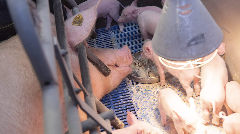 Het voerbakje staat dicht bij de kop van de zeug, zodat de biggen leren eten van de zeug. Wanneer de zeug eet uit haar eigen voerbak dan zien de biggen dit en zullen ze sneller voer uit het bakje opnemen.