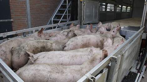 Helma Lodders: „Een varken is een kuddedier en als je die dan apart vervoert, haal je het dier uit zijn comfortzone. Wij zijn van mening dat je ‘groene’ dieren bij een groep ‘oranje’ mag bijladen.”