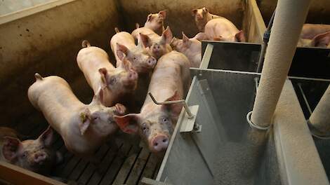 In de proefstal worden 360 biggen en 720 vleesvarkens gehouden. De technische resultaten voor groei, voederopname en voederefficiëntie gaven gelijke uitslagen, maar het slachtrendement was minder.