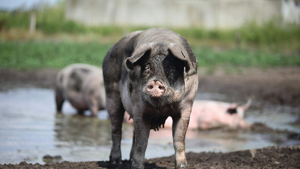 De modderpoel met weiland is circa 1 hectare groot. Met warm weer geven de dieren vaak de voorkeur aan het liggen in de stal. Slechts enkele dieren wagen zich buiten om modder op de huid te halen.
