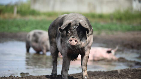 De modderpoel met weiland is circa 1 hectare groot. Met warm weer geven de dieren vaak de voorkeur aan het liggen in de stal. Slechts enkele dieren wagen zich buiten om modder op de huid te halen.