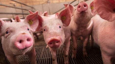 Onderzoek wijst uit: vitamine Hy.D zorgt voor robuustere varkens