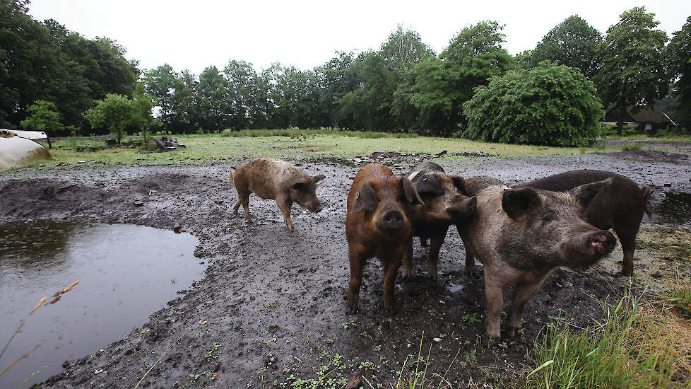 Het het laten slachten van kleine aantallen varkens, zoals buitenvarkens of niche concepten, wordt steeds lastiger.