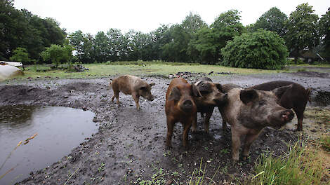 Het het laten slachten van kleine aantallen varkens, zoals buitenvarkens of niche concepten, wordt steeds lastiger.