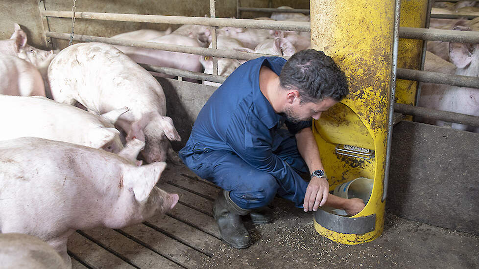 Voor een goede groei en goede gezondheid is goed voer natuurlijk erg belangrijk. De voerschema’s worden beoordeeld aan de hand van de rekenmodule GPS-InnoFeed. De afstelling van de voerbakken en drinknippels wordt zeker niet overgeslagen. Het is soms een