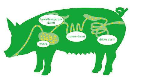 Spijsvertering varken